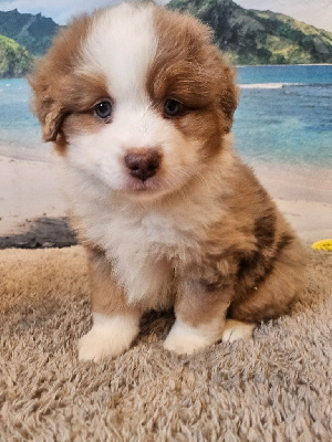 CHIOT 3