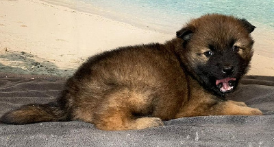 CHIOT 7