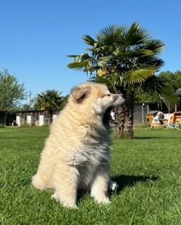 Du Mistral Normand - Chiots disponibles - Eurasier