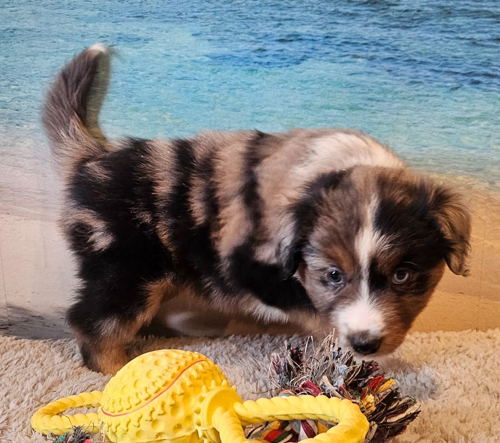 Du Mistral Normand - Chiots disponibles - Berger Américain Miniature 