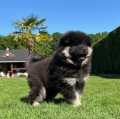 Du Mistral Normand - Chiots disponibles - Eurasier