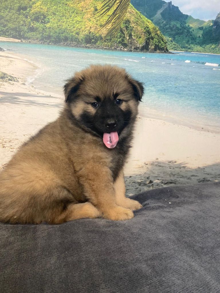 Du Mistral Normand - Chiots disponibles - Eurasier