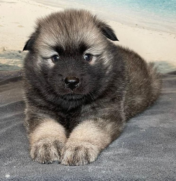 Du Mistral Normand - Chiots disponibles - Eurasier