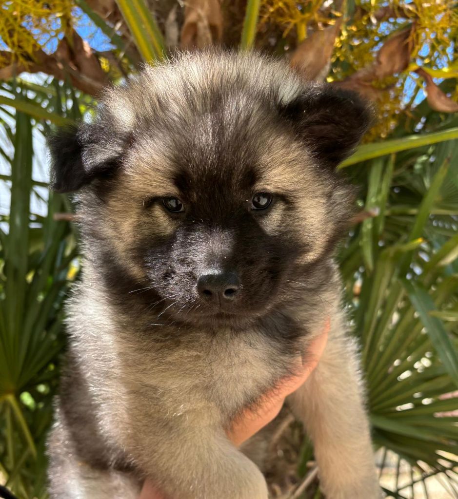 Du Mistral Normand - Chiots disponibles - Eurasier