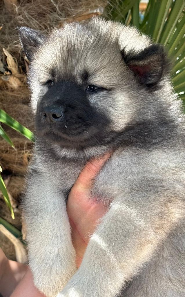 Du Mistral Normand - Chiots disponibles - Eurasier