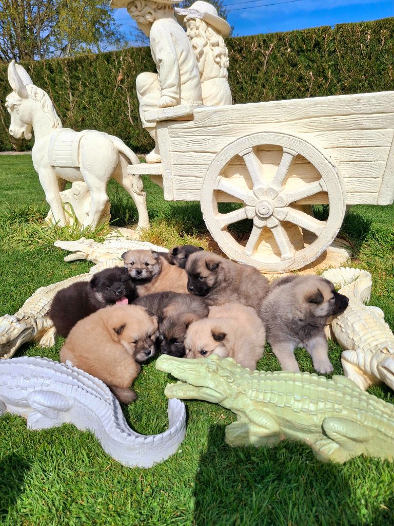 Chiot Eurasier Du Mistral Normand