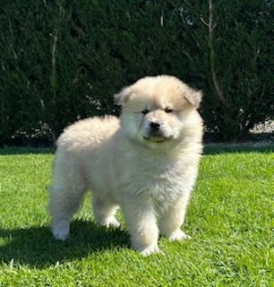 Du Mistral Normand - Chiots disponibles - Eurasier