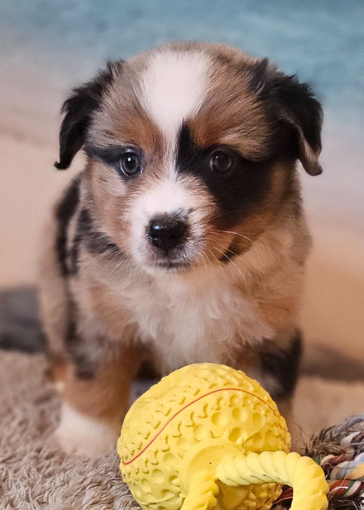 Du Mistral Normand - Chiots disponibles - Berger Américain Miniature 